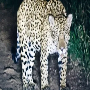 Foto de Kaa-Iya National Park